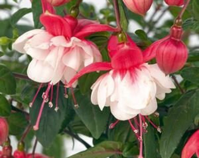 Fuchsia Swingtime 1 Live Plant  Ship in 6" Pot