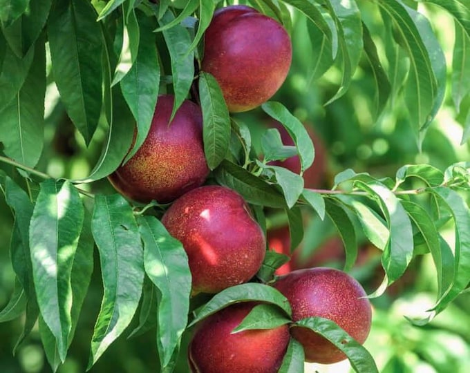 Snow Queen nectarine- 3ft ship in 2gal bag