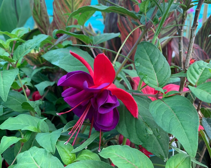 Fuchsia Giant VooDoo 1 Live Plant  Ship in 6" Pot
