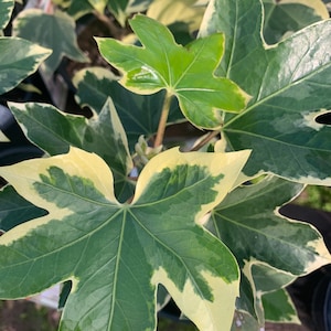 Fatshedera ‘Angyo Star’ Tree Ivy live plant  Ship in 6&quot; Pot