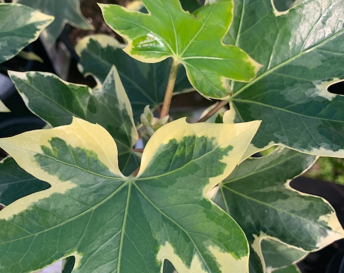 Fatshedera ‘Angyo Star’ Tree Ivy live plant  Ship in 6" Pot