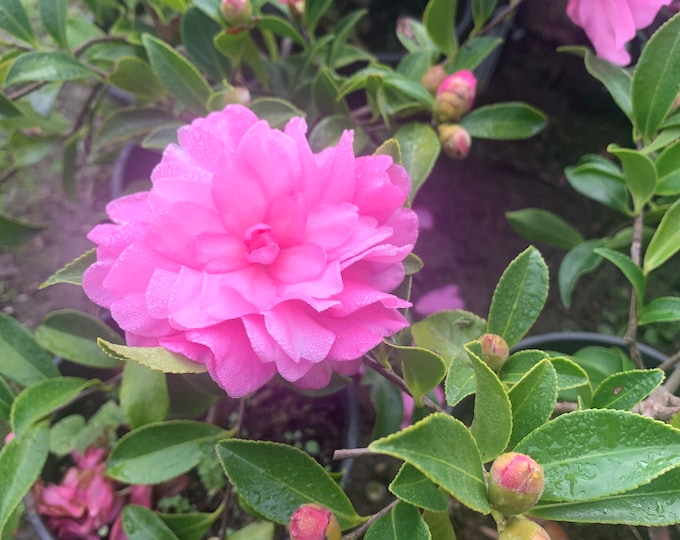 Camelia Sasanqua ‘Chansonette’ Live Plant Ship in 6” Pot