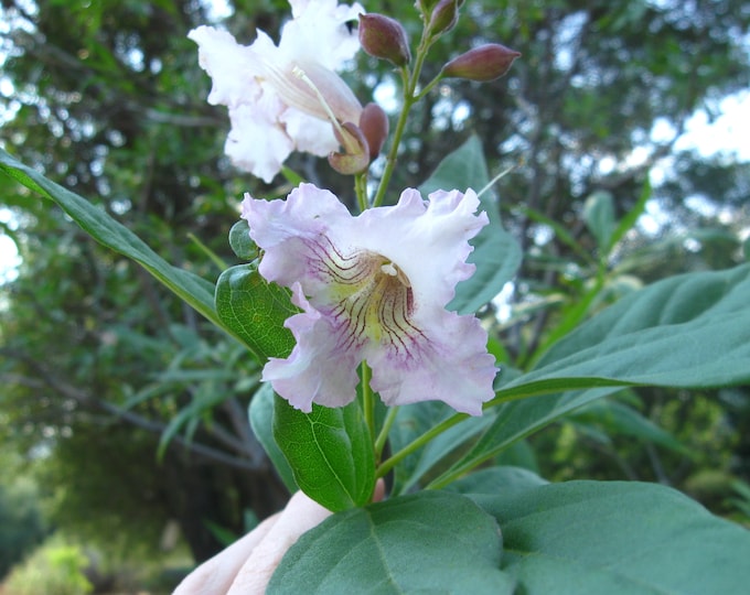 Chitalpa Tashkentensis 'Morning Cloud' 1 Live Plant, 3ft tall, ship in pot