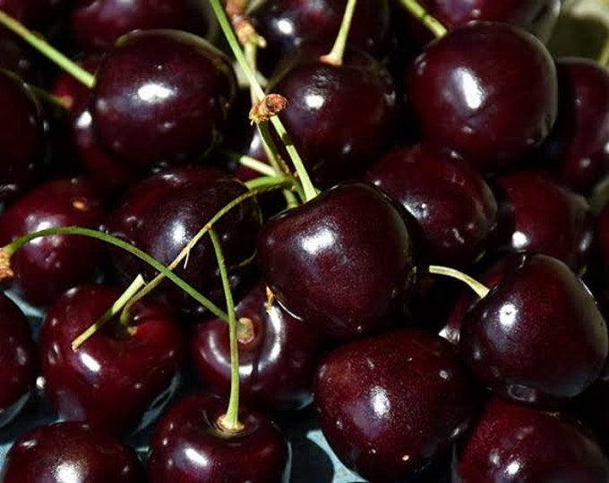 Cherry 'Bing' - 3 to 4 Feet Tall  - Bigger Trunk - Ship in 3Gal Pot