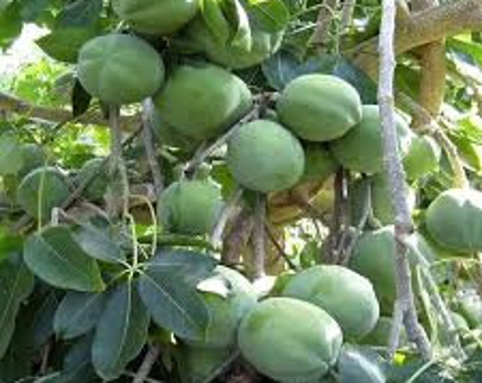 White Sapote -  1 Plant - 2  Feet Tall - Ship in 3Gal Pot