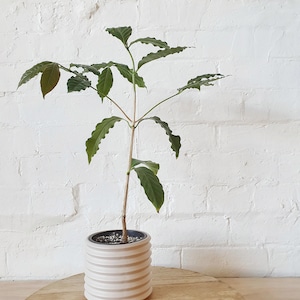 May include: A small green plant with dark green leaves in a white ceramic pot with a ribbed design. The plant is sitting on a wooden table in front of a white brick wall.