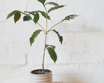 Arabica coffee plant - 1 plants - 1 to 2  feet tall - ship in 6" pot