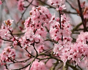 Flowering Almond Hall's Hardy - 3 to 4 Feet Tall - Ship in 3Gal pot