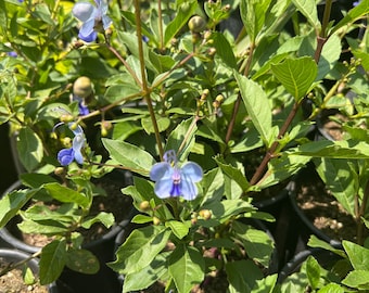 Clerondendrum ugandense pale blue flowers -Live Plant 1ft tall, ship in 6” pot