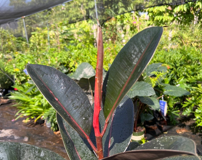 Abidjan Rubber Plant- live plant 3ft tall ship in 6”pot
