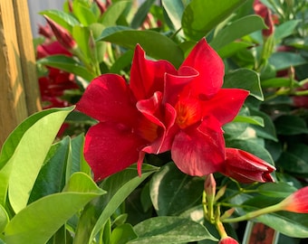 Red Mandevilla 1 Live Plant 4” Pot