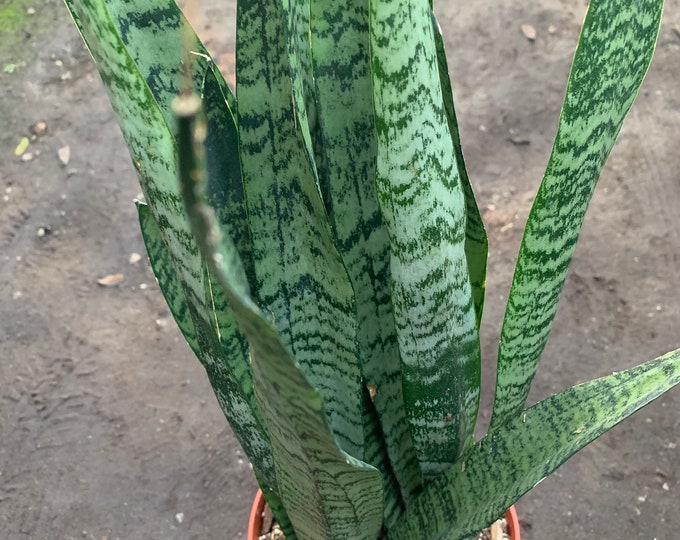 Sansevieria Trifasciata (Snake Plant)-live Plant-2 feet tall-  Ship in 3gal Pot