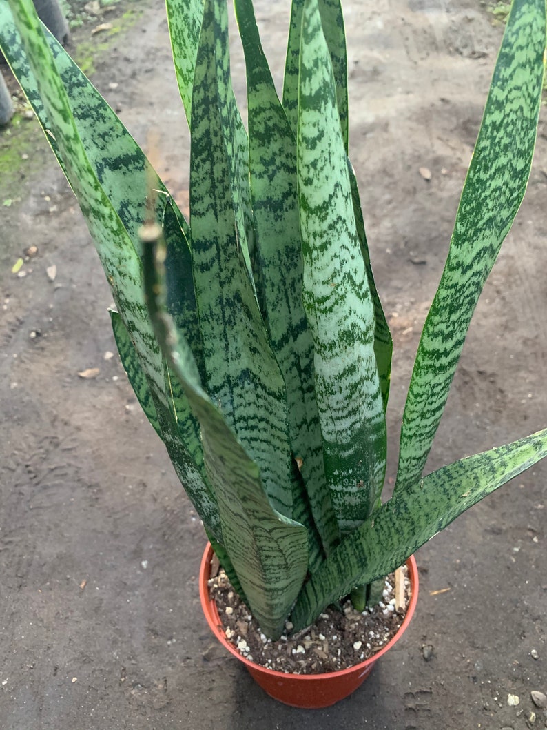 Sansevieria Trifasciata Snake Plantlive Plant-2 feet tall Ship in 6 Pot image 1