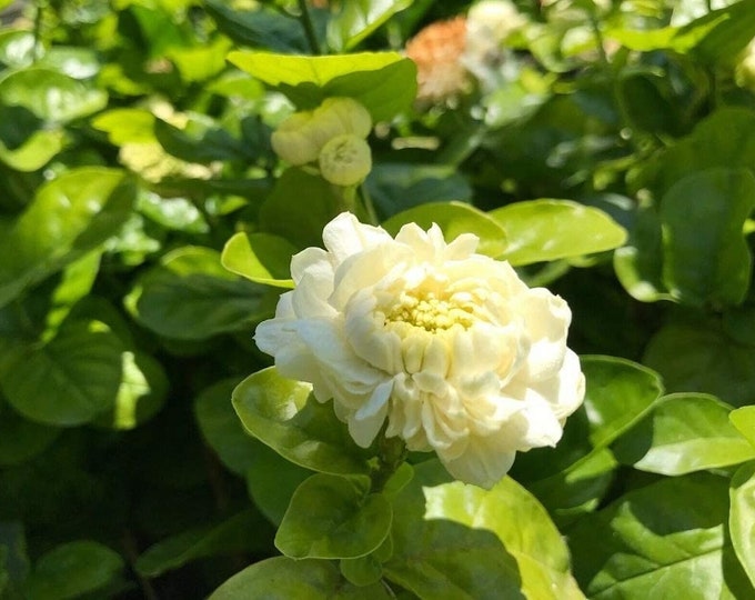 Grand duke jasmine - 1  to 2 feet tall - ship in 3gal  pot