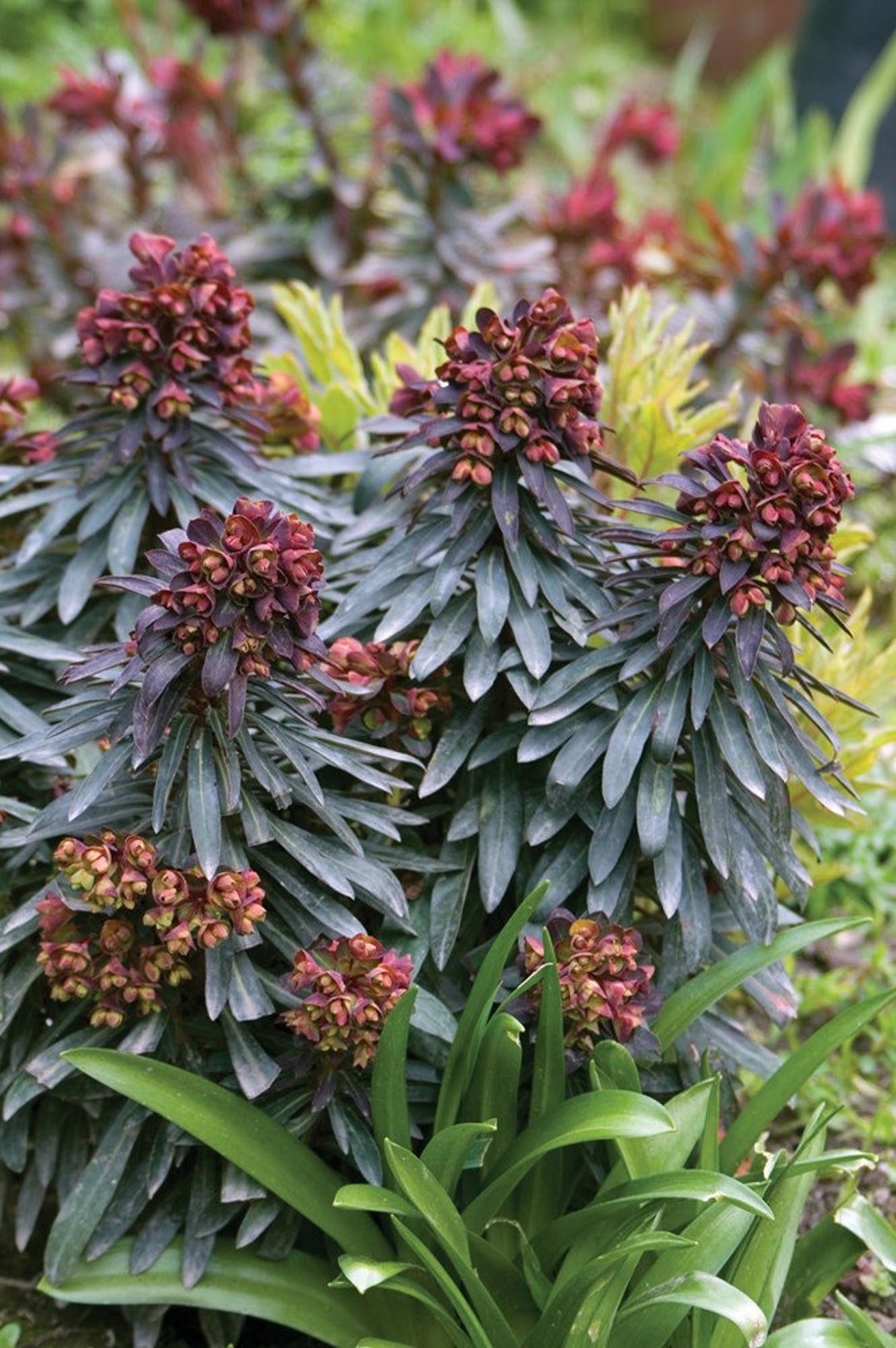 Euphorbia Blackbird Live Plant 6” Pot - Etsy