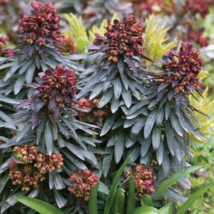 May include: A close-up of a cluster of dark green leafy plants with burgundy-colored flowers. The plants are growing in a garden setting.