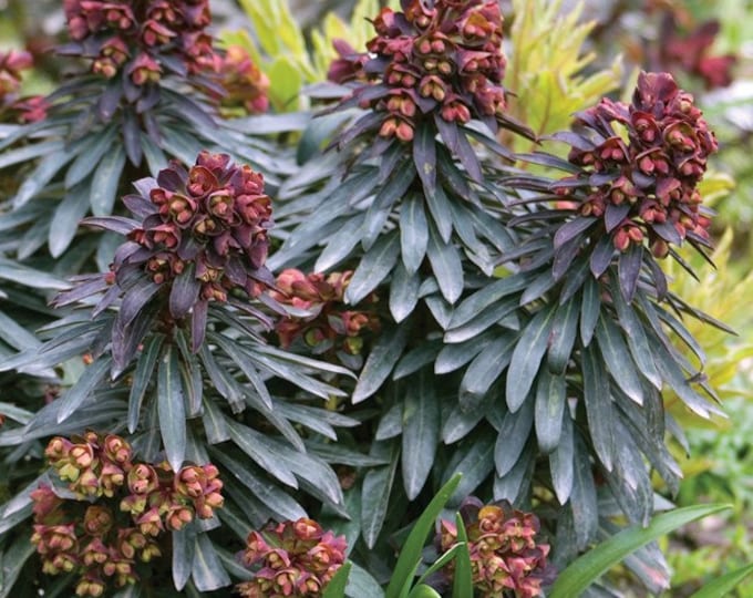 Euphorbia Blackbird Live Plant 6” Pot