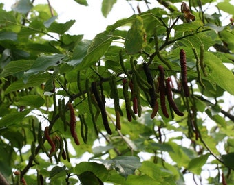 Pakistan mulberry fruit trees -3 to 4 feet tall - bigger trunk -  ship in 3 gal pot