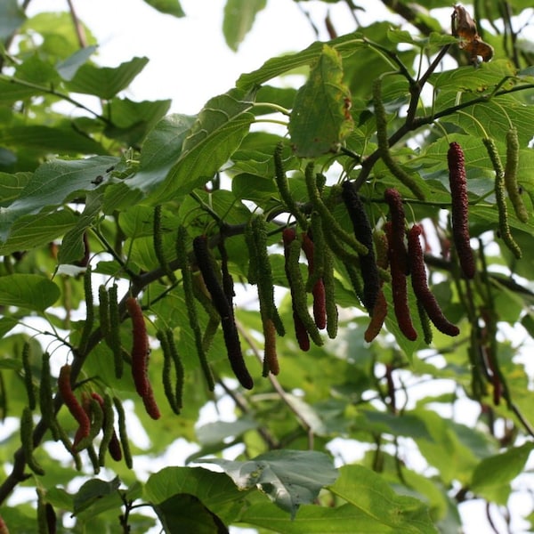 Pakistan mulberry fruit trees -3 to 4 feet tall - bigger trunk -  ship in 3 gal pot