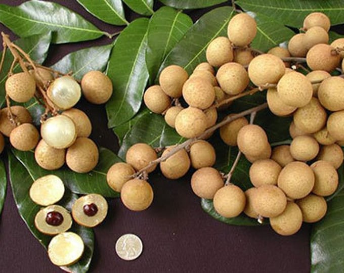 Kahola Longan Tree- 1 to 2 Feet Tall - Airlayered Tree