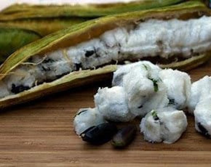 Inga edulis ice cream bean - 1 starter - 6" to 1   feet tall   - ship in 6" pot