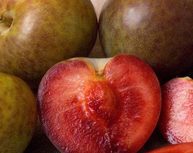 Pluot ‘Flavor Supreme’- 3 Feet Tall - Ship in  Pot