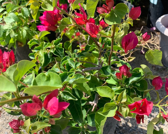 Red Bougainvillea 2 to 3  feet tall 3 gallon pot
