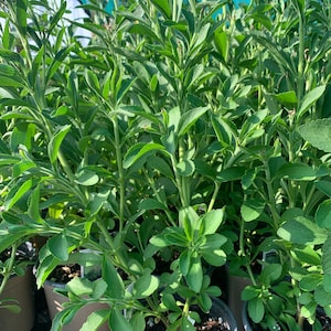 May include: A close-up shot of several potted stevia plants. The plants have vibrant green leaves and stems, with some leaves showing a lighter green hue. The pots are a neutral color, and the plants are in a greenhouse setting.
