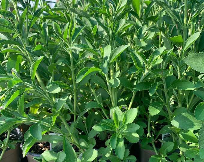 Sweet Leaf (Stevia Rebaudiana) 1 Live Plant 4” pot