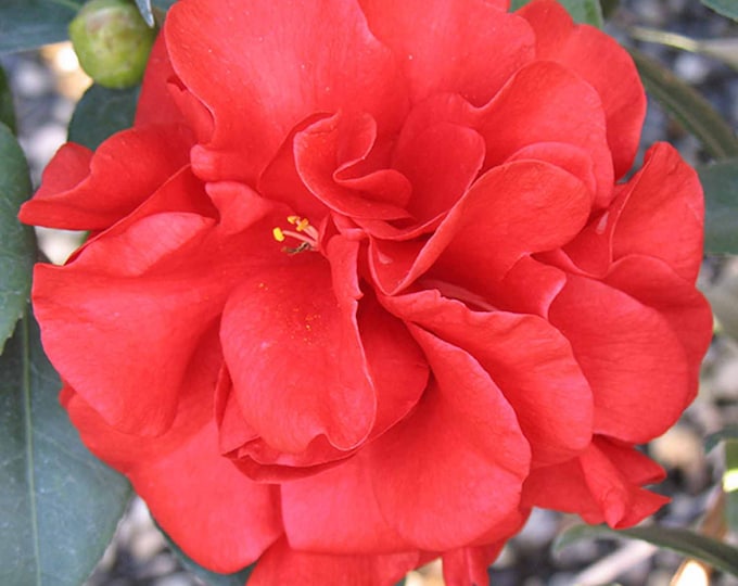 Camellia Japonica ‘Tom Knudsen’ 1ft tall, 6” pot