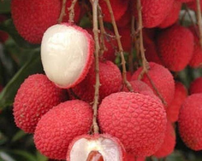 Sweet heart lychee - 2  feet tall - airlayered tree - ship 3 gal pot