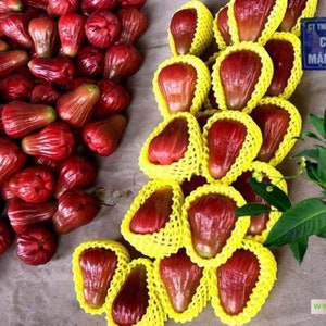 May include: A close-up shot of fresh, red rose apples. Some are loose, while others are individually wrapped in yellow protective netting. The fruits have a glossy skin and a pear-like shape. The image showcases the vibrant color and texture of the rose apples.