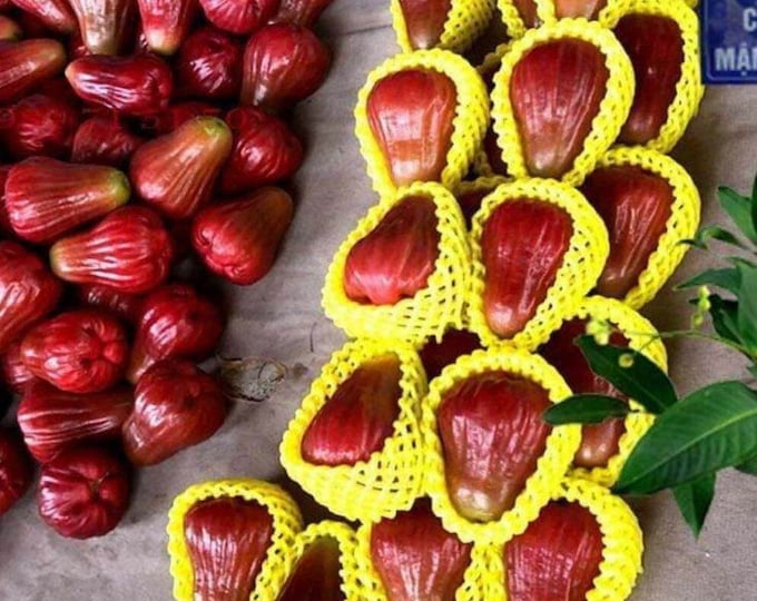 Mận hồng sóc trăng - soc trang wax apple - 3 feet tall - ship in 3gal pot