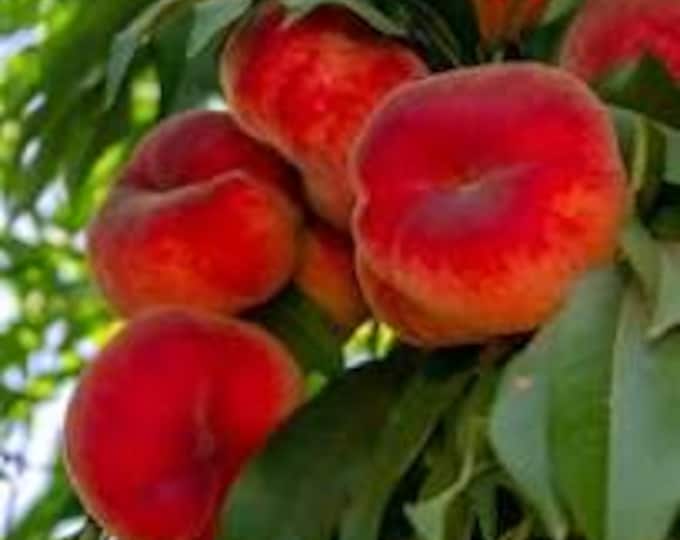 Peach Galaxy - 2 to 3  feet tall - ship in 3Gal  pot