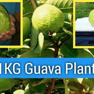 Kilo Guava Tree- 2 Feet Tall - Airlayered Tree - Ship in 3gal pot