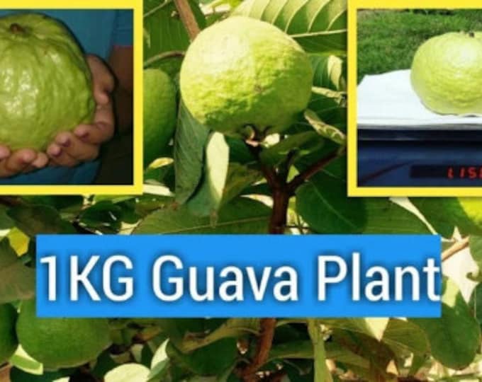 Kilo Guava Tree- 2 Feet Tall - Airlayered Tree