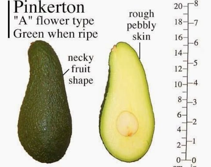 Pinkerton Avocado Tree- 2  Feet Tall - Grafted Tree - Ship in 6" Pot