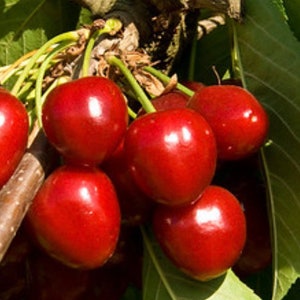 Cherry ’Compact Stella’- 3 Feet Tall ship in  pot