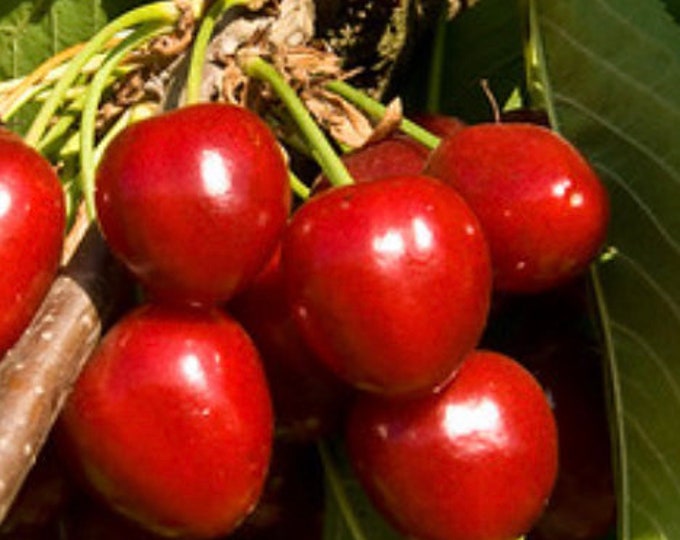 Cherry ’Compact Stella’- 3 Feet Tall ship in  pot