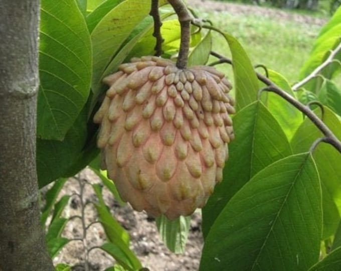 Lisa atemoya fruit tree -  2 to 3 feet tall - ship in 1gal pot