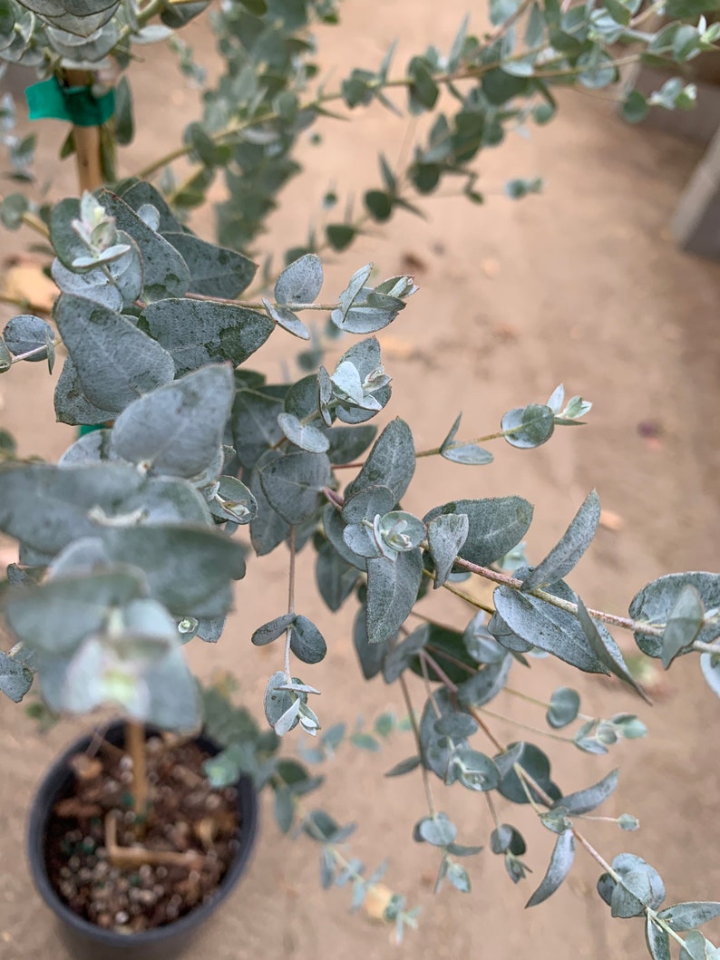 Eucalyptus Moon Lagoon Live Plant Ship in 6 Pot Etsy