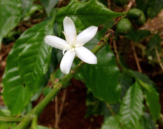 Arabica coffee plant - 4" tall - Ship in 3" Pot