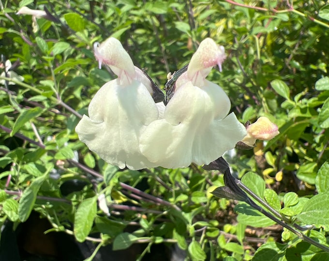 Salvia microphylla x greggii ’Glimmer’-Live Plant 1ft tall, ship in 6” pot