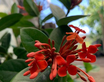 Maui Red Ixora- live plant 1ft tall in 6” pot