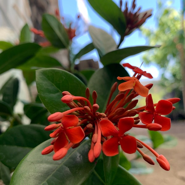 Maui Red Ixora- live plant 1ft tall in 6” pot