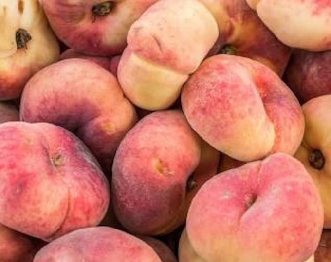 Peach 'donut' - 2 to 3 feet tall - ship in pot