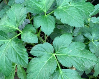 Ashitaba (Angelica Keiskei) 1 Live Plant Ship in 6" Pot