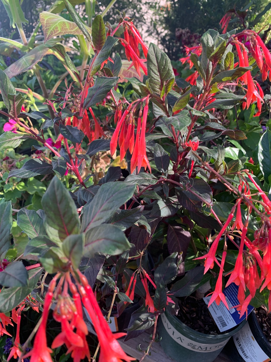 Fuchsia 'gartenmeister Bonstedt' Live Plant 1ft Ship in 6” Pot