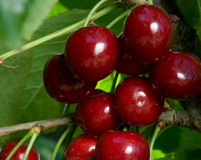 3in1 Cherry - 3 to 4  Feet Tall - Ship in 3Gal Pot