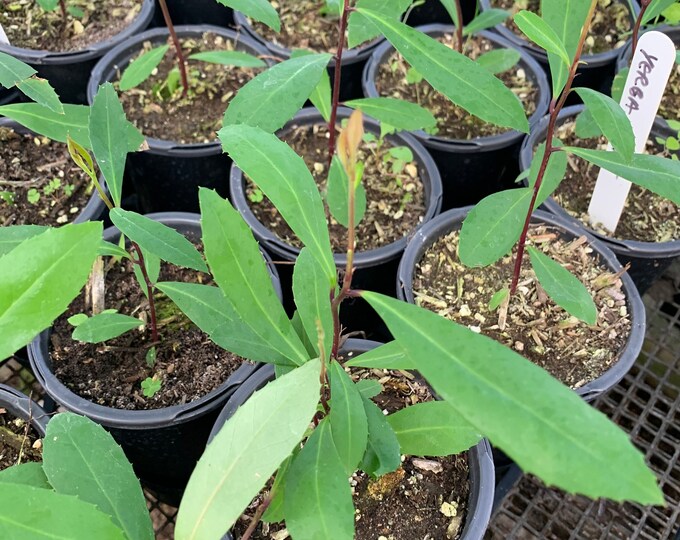 Yerba Mate 1 Live Plant 3” cup